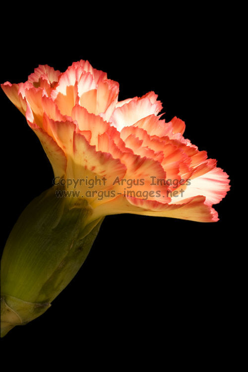 Light Carnation